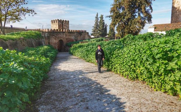 La Alcazaba de Badajoz contará con 300.000 euros para mejorar el acceso desde la puerta del Capitel