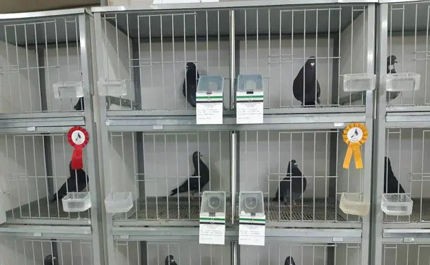 262 palomas de 68 criadores participan en el concurso regional en Casar de Cáceres