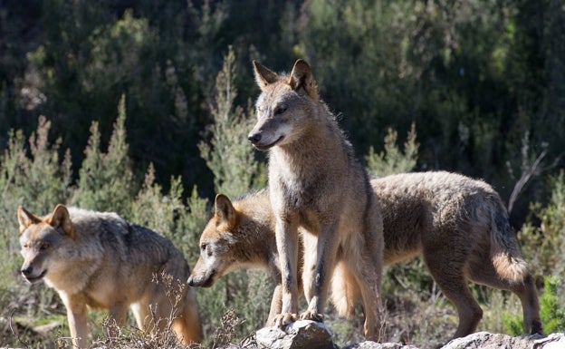 La Junta de Extremadura presenta a la UE un proyecto con el lobo como reclamo turístico