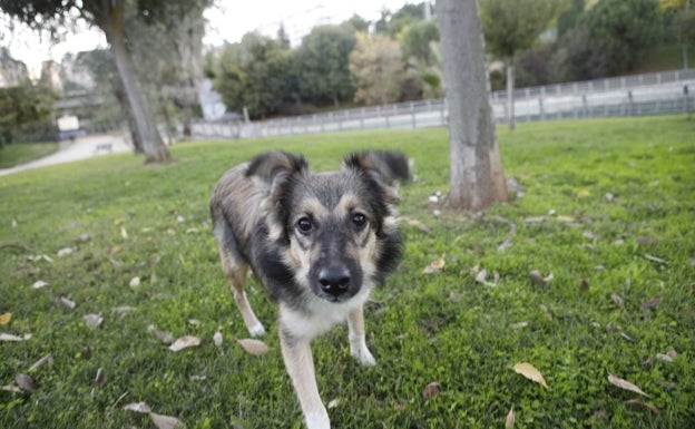 La ciudad y los perros. Un poco de matemáticas