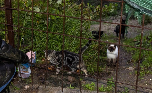 La red de voluntarios CER Plasencia controla ya 36 colonias de gatos repartidas por toda la ciudad