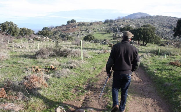 Plasencia cierra el acceso al monte público de Valcorchero este domingo por una batida de jabalíes