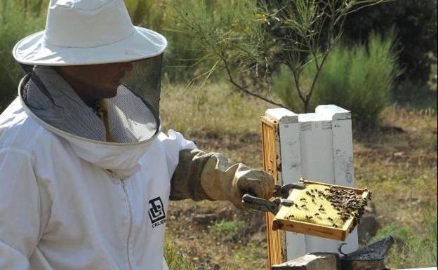 Los apicultores, «enfadados»: están fuera de la bonificación de 20 céntimos por litro de combustible
