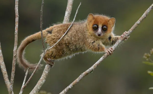 Madagascar, el 'parque jurásico' más amenazado