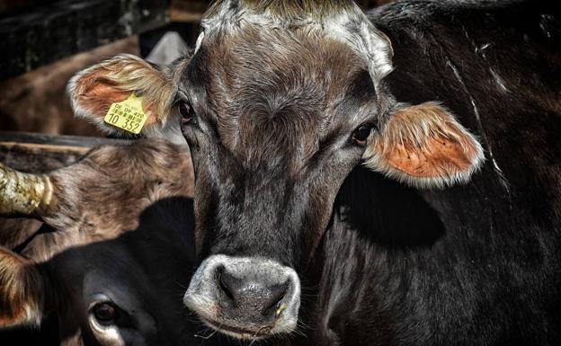 Piden encontrar pruebas de tuberculosis para evitar sacrificios de ganado sano