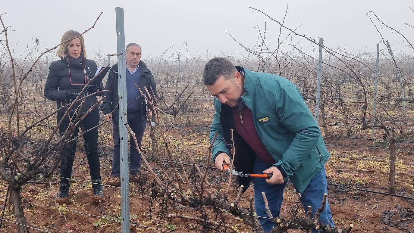 Infantil Mes Orbita Un concurso para reconocer al mejor podador de viñas de Extremadura | Hoy.es