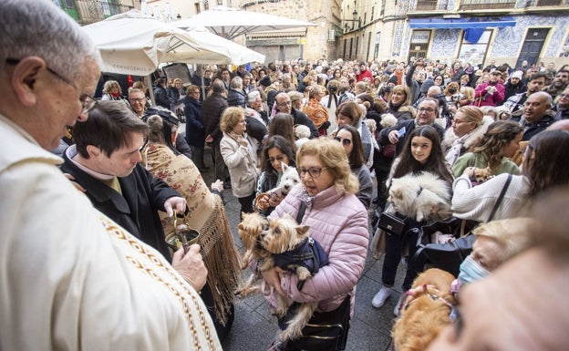 Las mascotas de Cáceres se reencuentran con San Antón