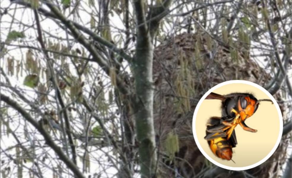 Los bomberos actúan por un panal de avispa asiática en La Codosera