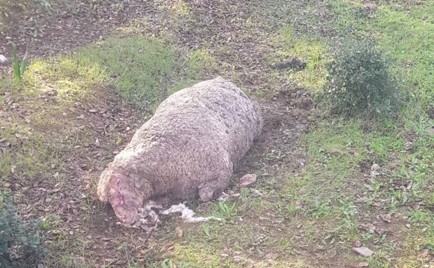 Cazadores de Rincón de Ballesteros niegan las amenazas y dicen tener todos los permisos