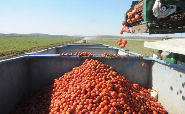 ¿Cuánto cuesta producir una tonelada de tomate para industria?