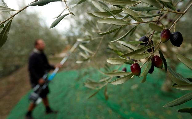 La Junta prevé que unos 650 jóvenes se incorporen a la actividad agraria con sus ayudas