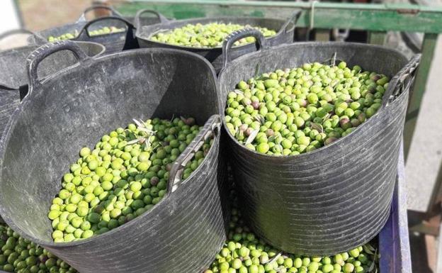 La Consejería de Agricultura mantiene un encuentro con el sector de la aceituna de mesa