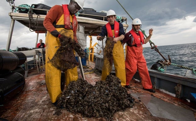 Las conchas de los mejillones ya no volverán a ser un desperdicio