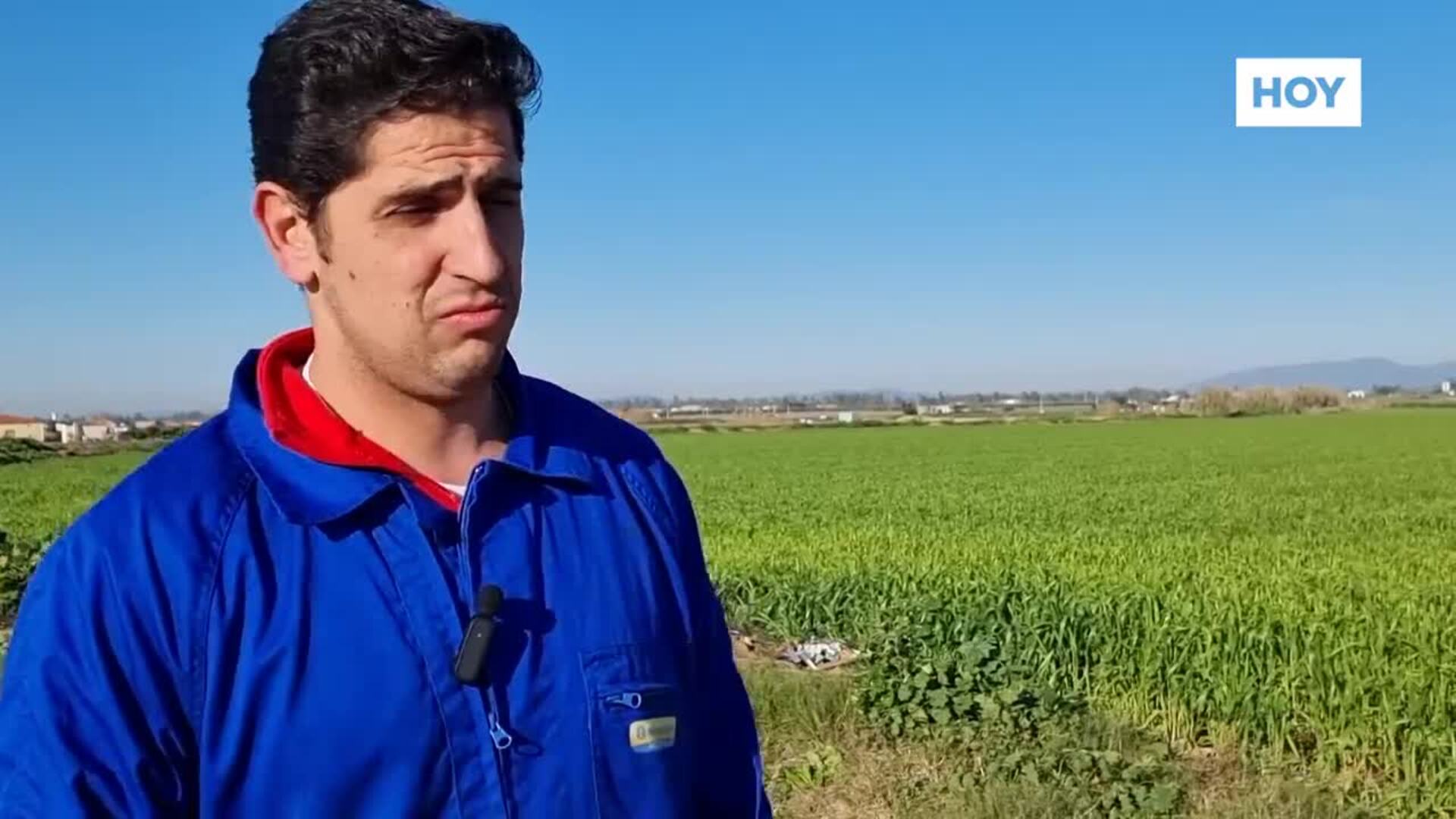 Plantar cereales de secano en las mejores tierras de regadío de Extremadura