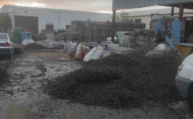 Denuncian ante la Fiscalía una presunta trama de compraventa de aceituna robada