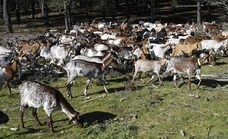 Extremadura doblará su apuesta por las 'cabras bomberas' como método para prevenir incendios