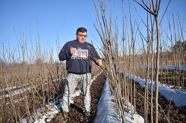 El pecanero más rentable se injerta en los campos de Alange