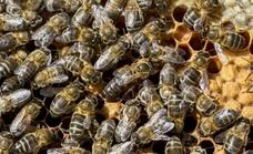 Probada con éxito una vacuna para salvar a las abejas