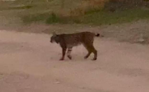 Avistado de nuevo un lince en la sierra de Los Santos de Maimona