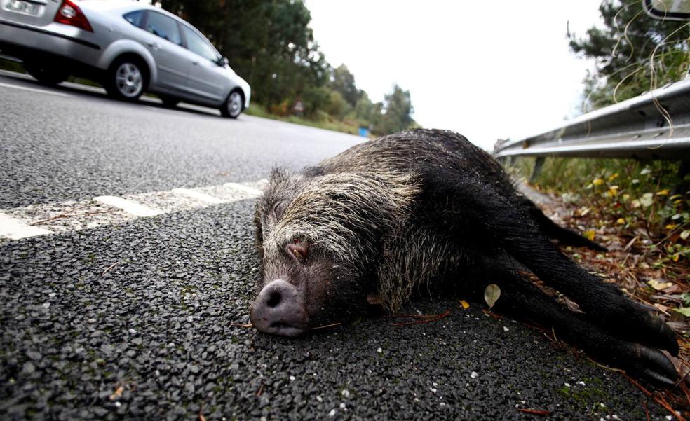 Los animales provocan cuatro accidentes al día en las carreteras extremeñas