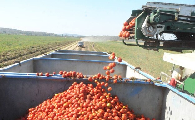 Productores e industria pactan 150 euros la tonelada de tomate para esta campaña en Extremadura