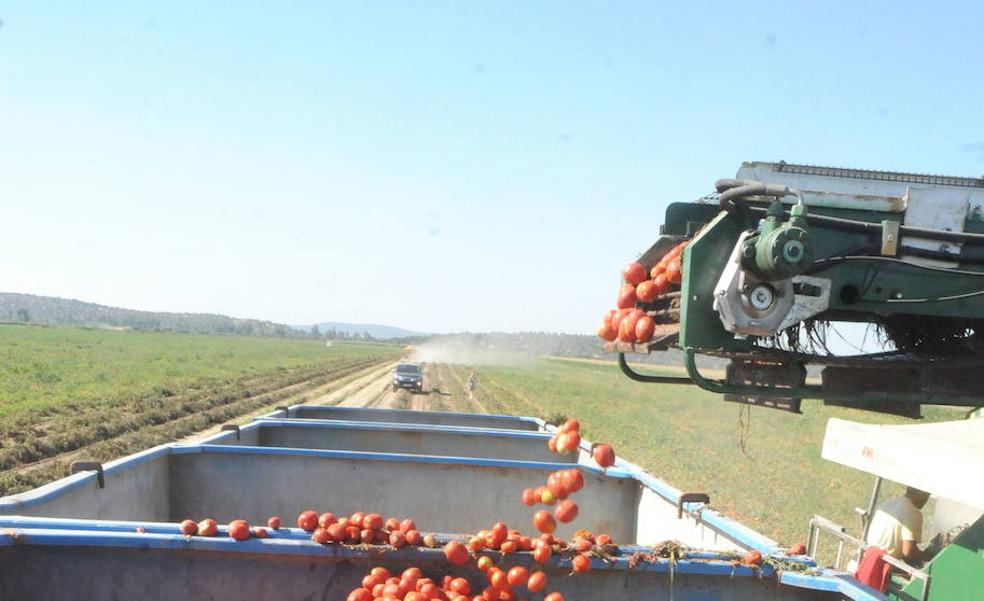 Productores e industria pactan 150 euros la tonelada de tomate para esta campaña en Extremadura