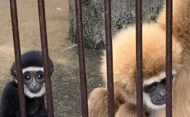 Un misterio embarazoso en el zoo