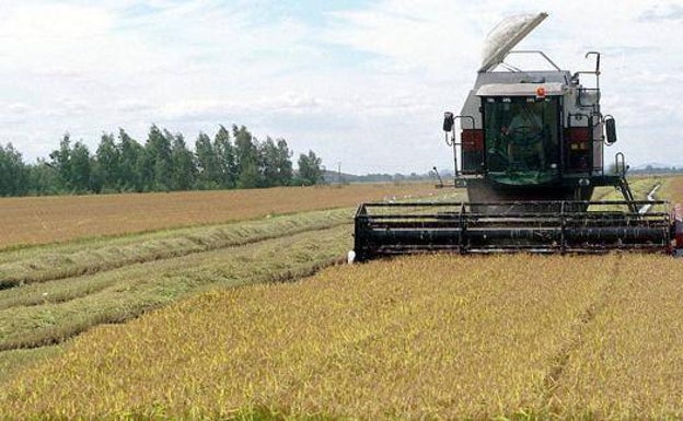 Agricultura aumenta un 10% las ayudas al arroz por la guerra de Ucrania