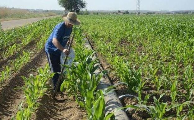 16.000 agricultores extremeños recibirán ayudas para compensar la subida de los fertilizantes
