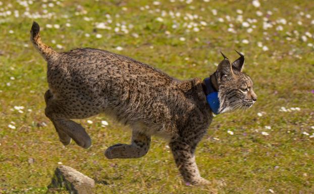 Teja y Templario, los primeros linces liberados en la provincia de Cáceres