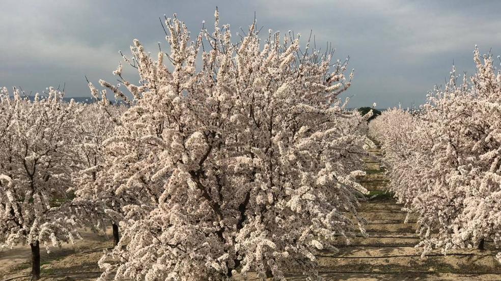 Floración de los almendros en flor en Valdeíñigos