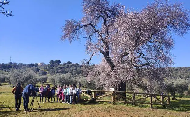 Dónde ver los almendros en flor en Extremadura: ¿quieres disfrutar del espectáculo de su floración?