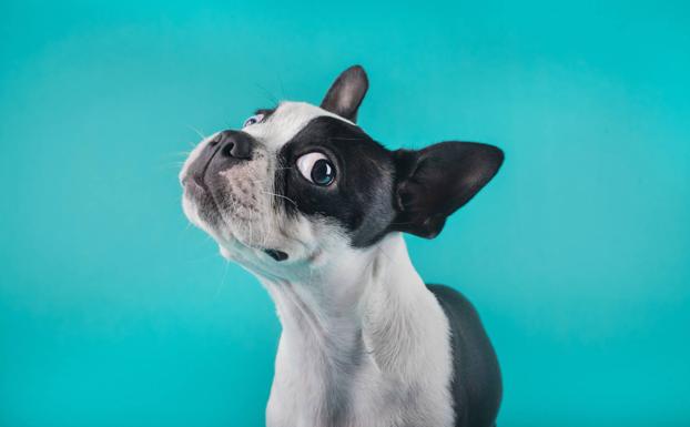 Estas son las multas de la nueva Ley de Bienestar Animal