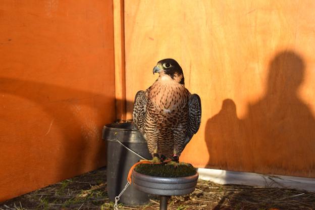 Daniel Miguel Pérez y Emilio Pérez, campeones autonómicos