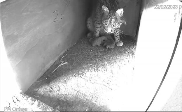 Nacen dos crías de lince ibérico en el centro de cría de Zarza de Granadilla