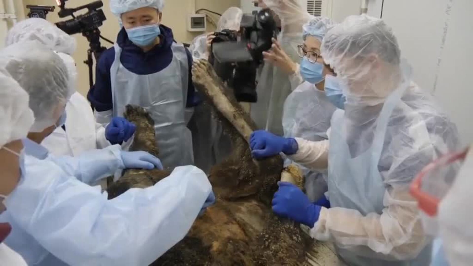 Científicos de Siberia realizan la autopsia a un oso de 3.460 años de antigüedad