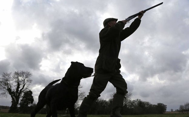 Perros y caza