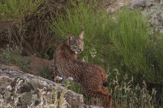 Dos años y un día de cárcel por matar a tiros un lince en Don Benito