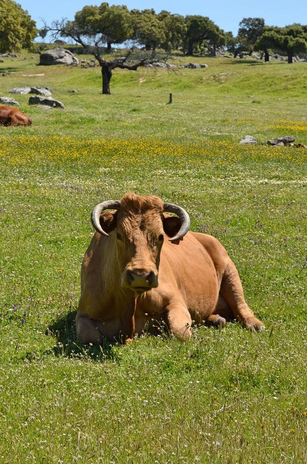 UPA pide al Ministerio apostar por la ganadería familiar