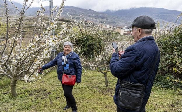 Cerezo en Flor 2023: Cuándo ver la floración de los cerezos en el Valle del Jerte