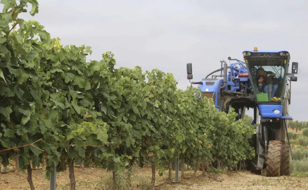 Viñaoliva reclama una destilación de crisis «digna» para el vino como medio para regular el mercado