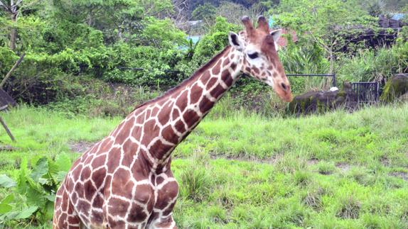 La jirafa se convierte en una especie en peligro de extinción