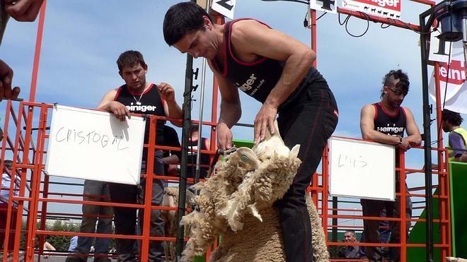 Castuera acoge una vez más el campeonato de España de esquileo de ovejas merinas