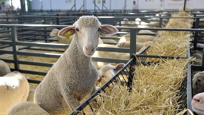 Un centenar de expositores y 500 ovejas merinas participan en la Feria de la Primavera