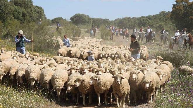 Adjudicados todos los ejemplares de la raza Merina en la subasta de Zafra