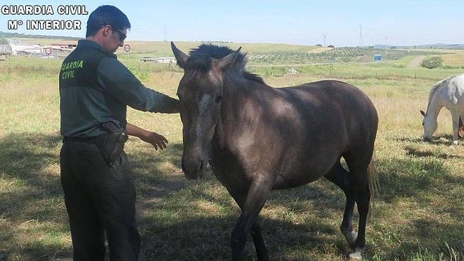 Dos hombres detenidos por robar caballos de una finca