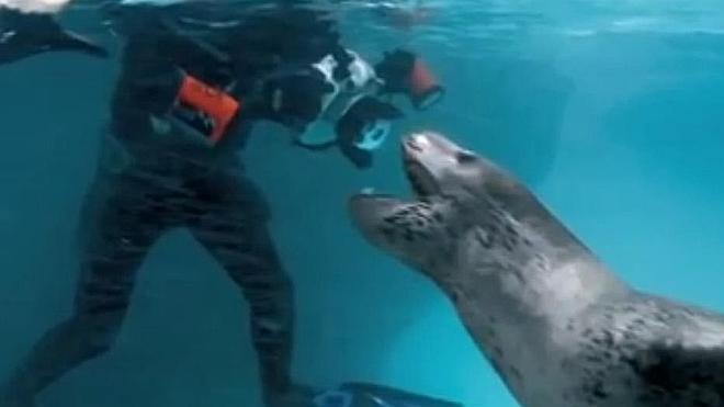 El increíble encuentro de un fotógrafo con un leopardo marino
