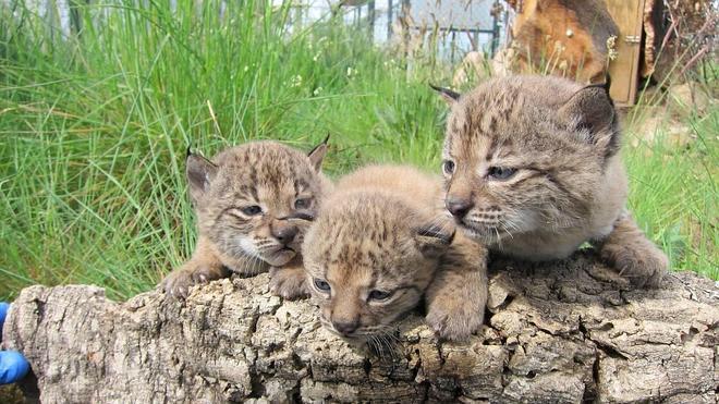 Sueltan en Andalucía a tres linces ibéricos criados en Extremadura