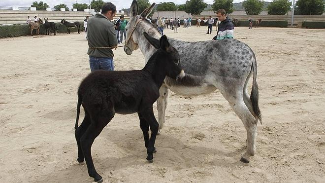 Un Platero a 300 euros en la Feria de Ganado