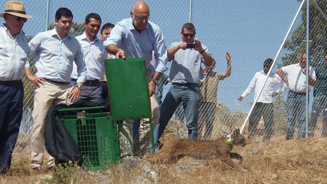 El lince ibérico vuelve a Extremadura 30 años después